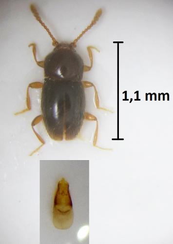Cephennium gallicum